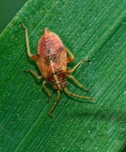 Réf. 317 372 : Harpocera thoracica